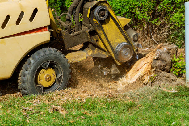 Trusted Beardstown, IL Tree Services Experts