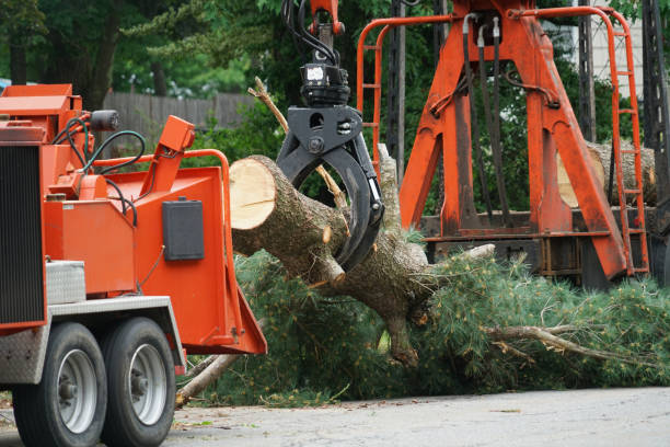 Best Tree Health Inspection  in Beardstown, IL